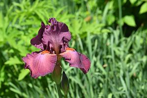 3035-05268640 Tower Hill Botanic Garden, MA